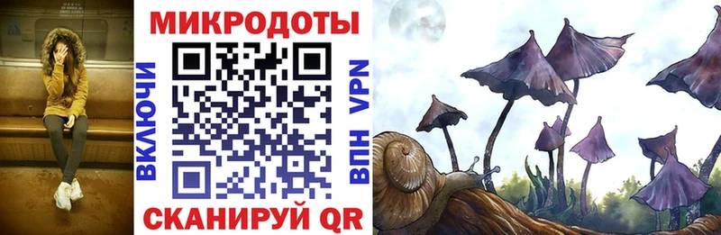 закладка  Ряжск  Галлюциногенные грибы Psilocybe 